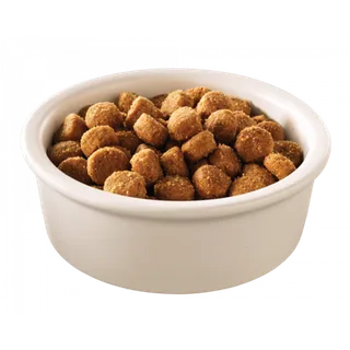 一碟猫粮实物粮食