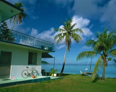 蓝天白云下大海边草地上房屋前的椰树