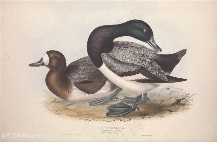 手绘高清欧洲鸟插画