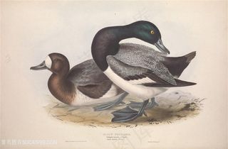 手绘高清欧洲鸟插画