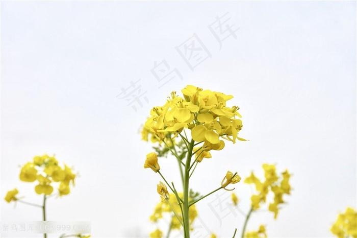 自然油菜花图片海报