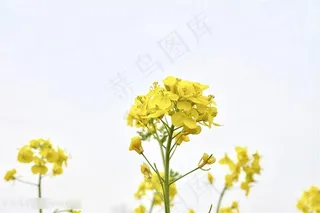 自然油菜花图片海报