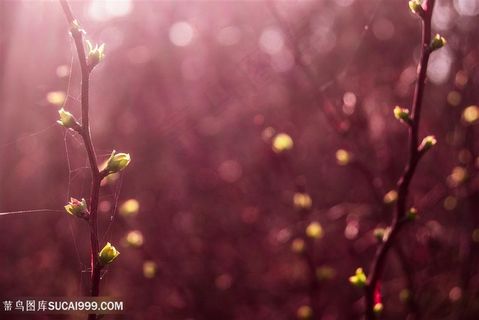 唯美粉红色光斑光效背景高清图