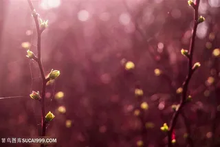 唯美粉红色光斑光效背景高清图