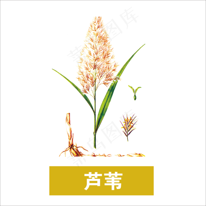 手绘草本中药药材芦苇