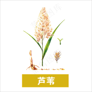 手绘草本中药药材芦苇 手绘草本中药药材芦苇