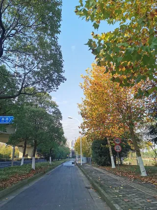 法国梧桐一个是夏天一个是秋天