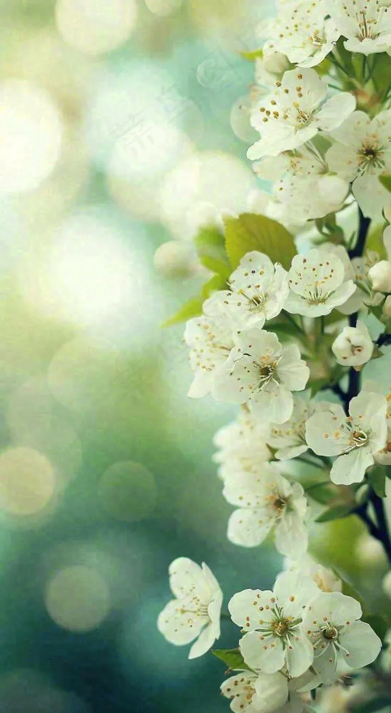 春天白色的樱花花朵和嫩芽开满枝头立春，春分摄影图(816x1488)