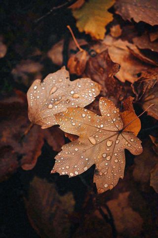 秋天雨天秋叶满地落叶，立秋秋分故事感