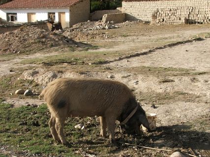 猪动物家畜畜生养猪农村牧场养殖黑猪野猪