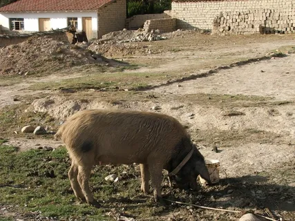 猪动物家畜畜生养猪农村牧场养殖黑猪野猪