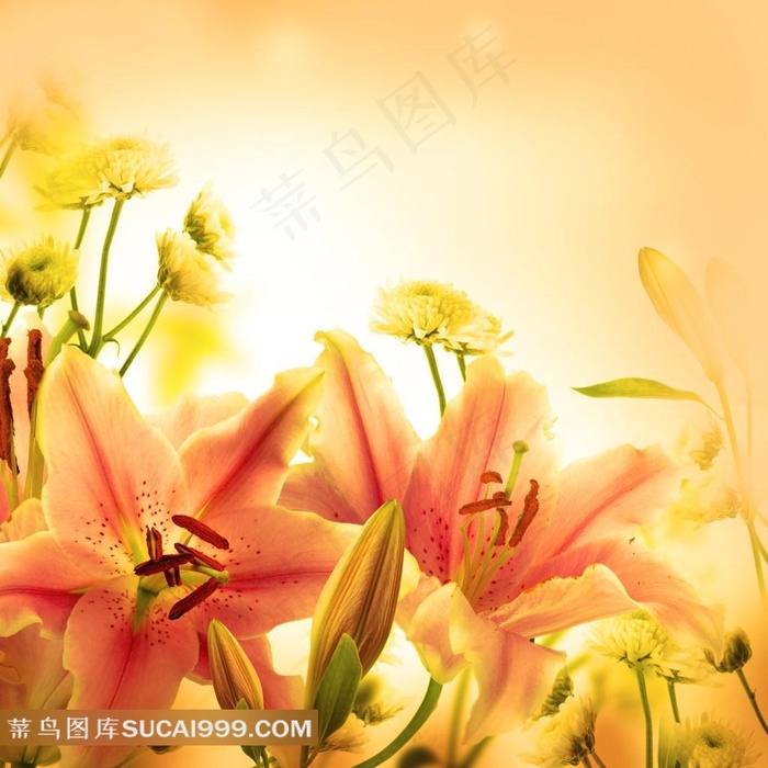 唯美鲜花意境图片