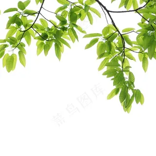 大树树木植物素材 大树树木植物素材
