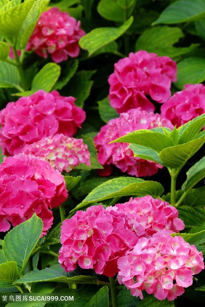 高清唯美簇拥绣球花图片