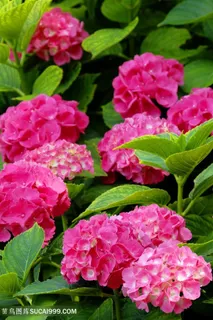 高清唯美簇拥绣球花图片