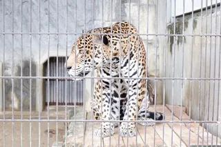 笼子里的猎豹图片