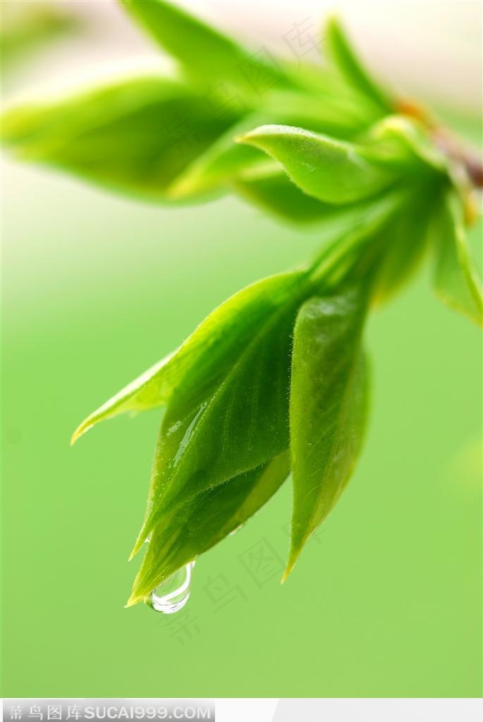 雨后树上的嫩叶特写