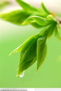 雨后树上的嫩叶特写 雨后树上的嫩叶特写