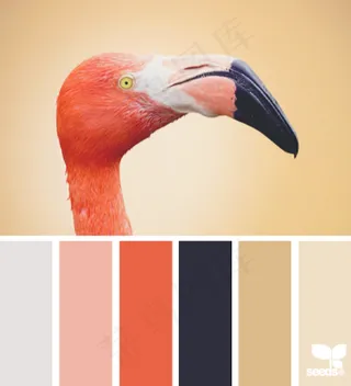 动物配色色卡色彩搭配