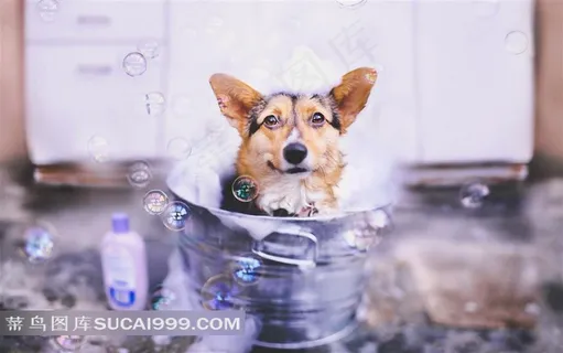 桶里洗澡的小狗