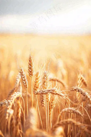 秋天收获小麦收割落日，秋分芒种小满粮食摄影图