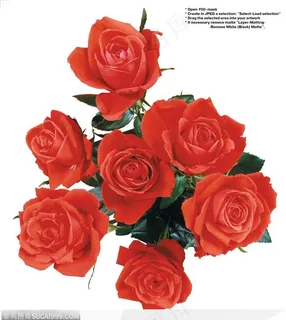 玫瑰花束-火红玫瑰花