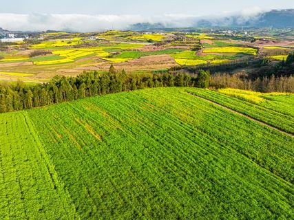 航拍罗平油菜花