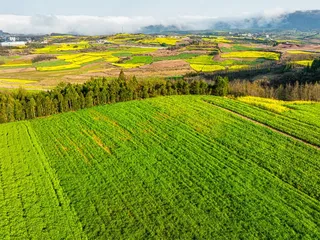 航拍罗平油菜花