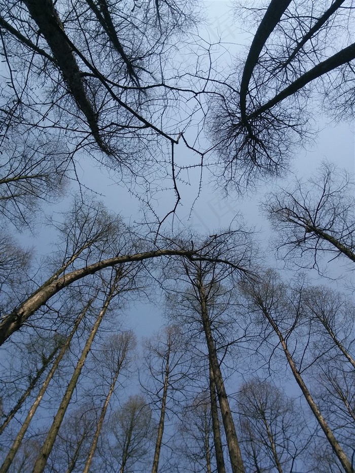 树林高清意境背景