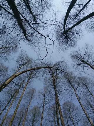 树林高清意境背景