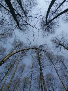 树林高清意境背景 树林高清意境背景