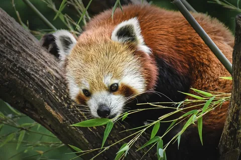 小浣熊吃竹叶图片 小浣熊吃竹叶图片