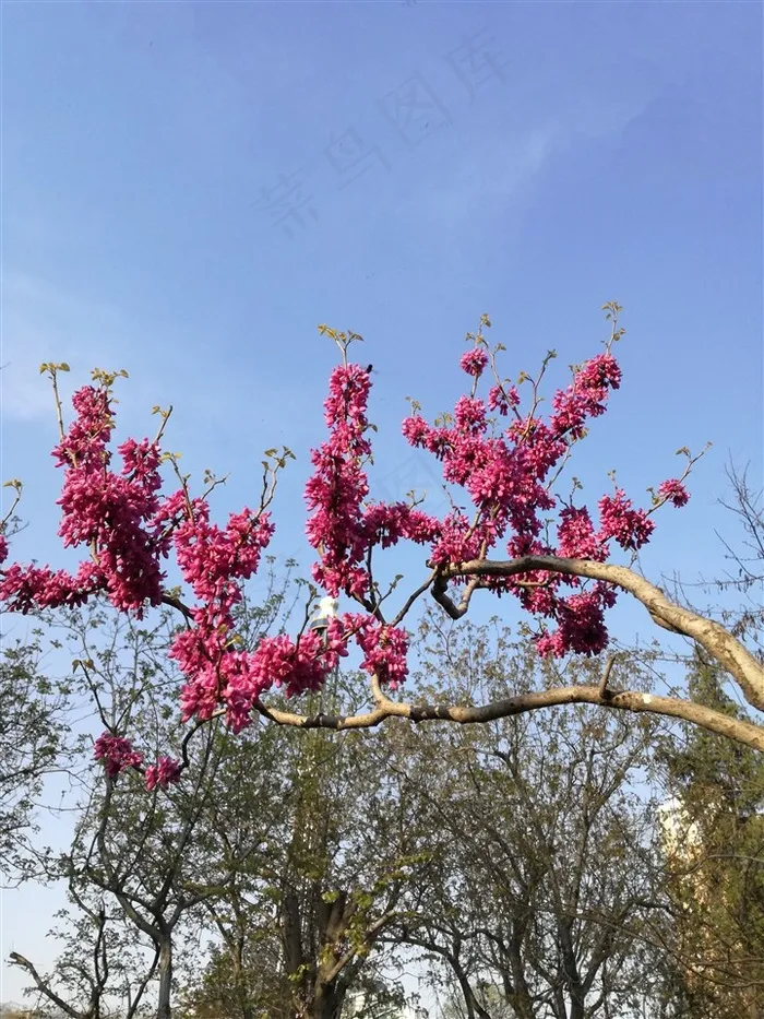 傲视蓝天的桃花