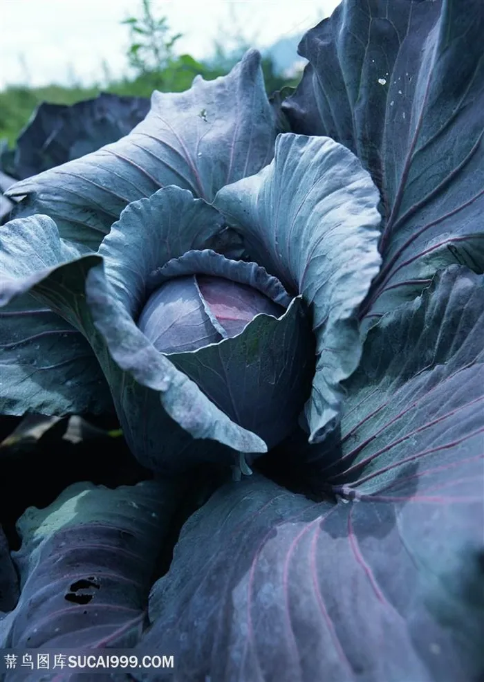 新鲜的蔬菜甘蓝