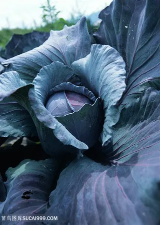 新鲜的蔬菜甘蓝