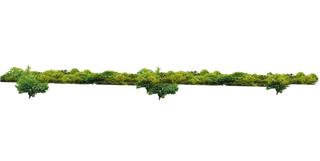 树木树枝树叶免扣素材