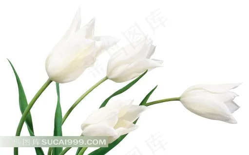 白色郁金香鲜花素材 白色郁金香鲜花素材