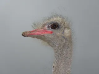 非洲鸵鸟头部特写图片