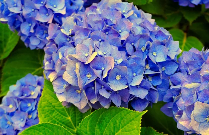 蓝色绣球花开花图片