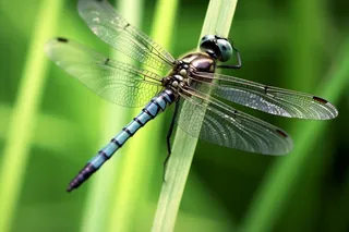 草丛的蜻蜓绿意摄影图背景
