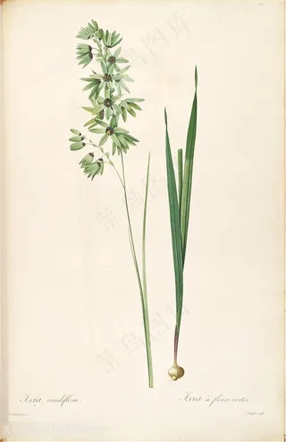 雷杜德原版高清花草花卉唯美图谱素材