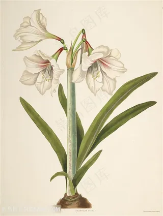 高清唯美兰花水彩花卉插画