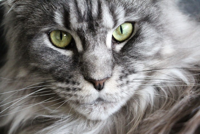 可爱猫咪猫猫摄影素材
