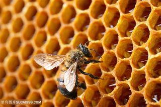 蜜蜂正在采蜂蜜高清图片