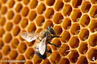 蜜蜂正在采蜂蜜高清图片