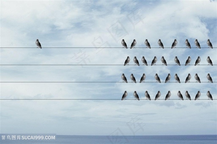 一只鸽子孤立无援