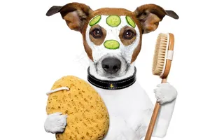 可爱搞怪狗狗杰克拉西尔梗犬高清素材图片