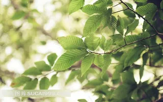 阳光下的树枝树叶