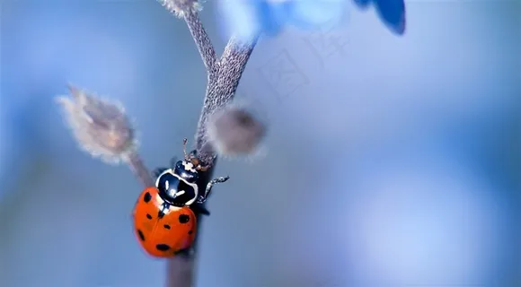 高清晰红色瓢虫壁纸