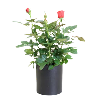 绿色简约风盆栽装饰免扣素材